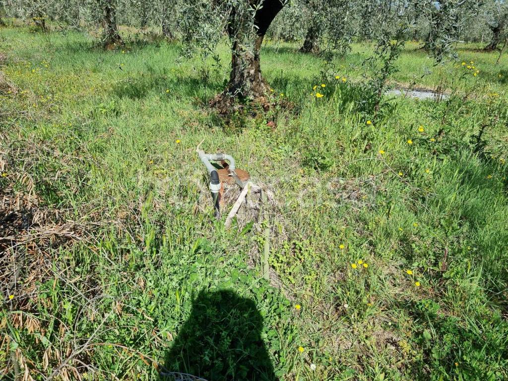 immagine annuncio 4 di 7