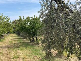 Terreno agricolo in vendita a rosignano marittimo via della repubblica