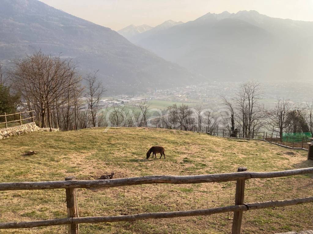 immagine annuncio 2 di 12