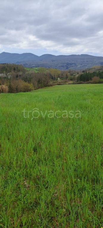 Terreno Agricolo in affitto a Sarteano via della Casella