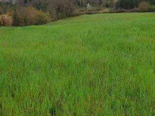 Terreno agricolo in affitto a sarteano via della casella