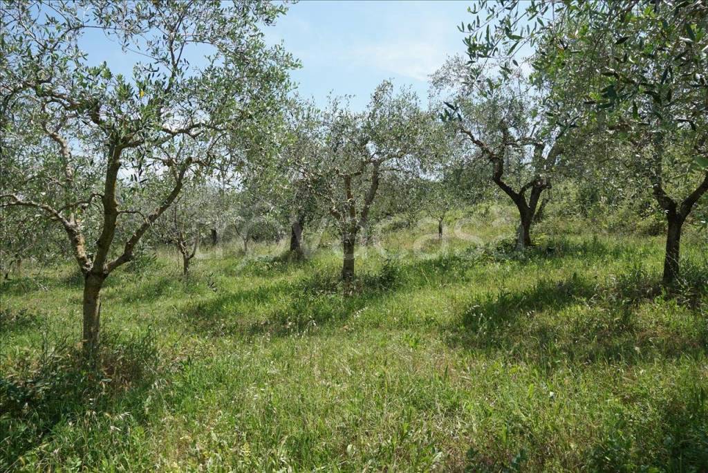 Terreno Agricolo in vendita a Sarteano