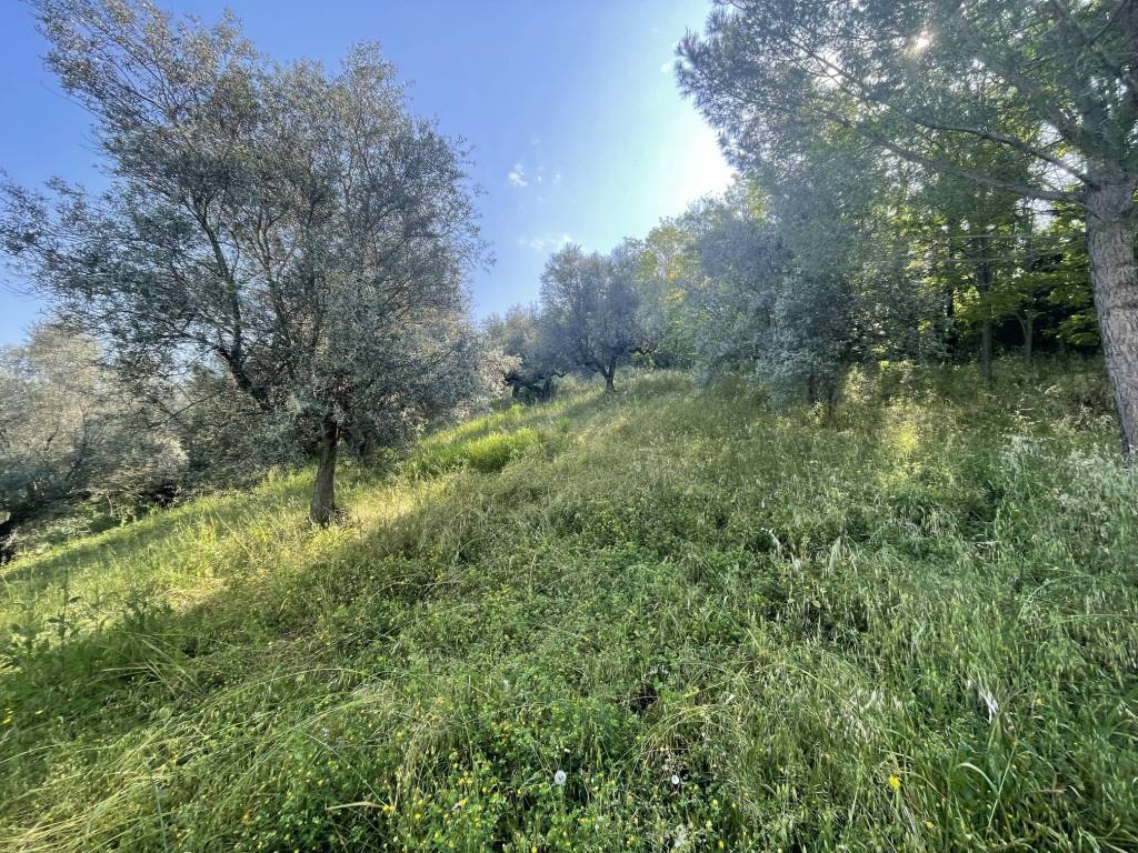 immagine annuncio 1 di 7