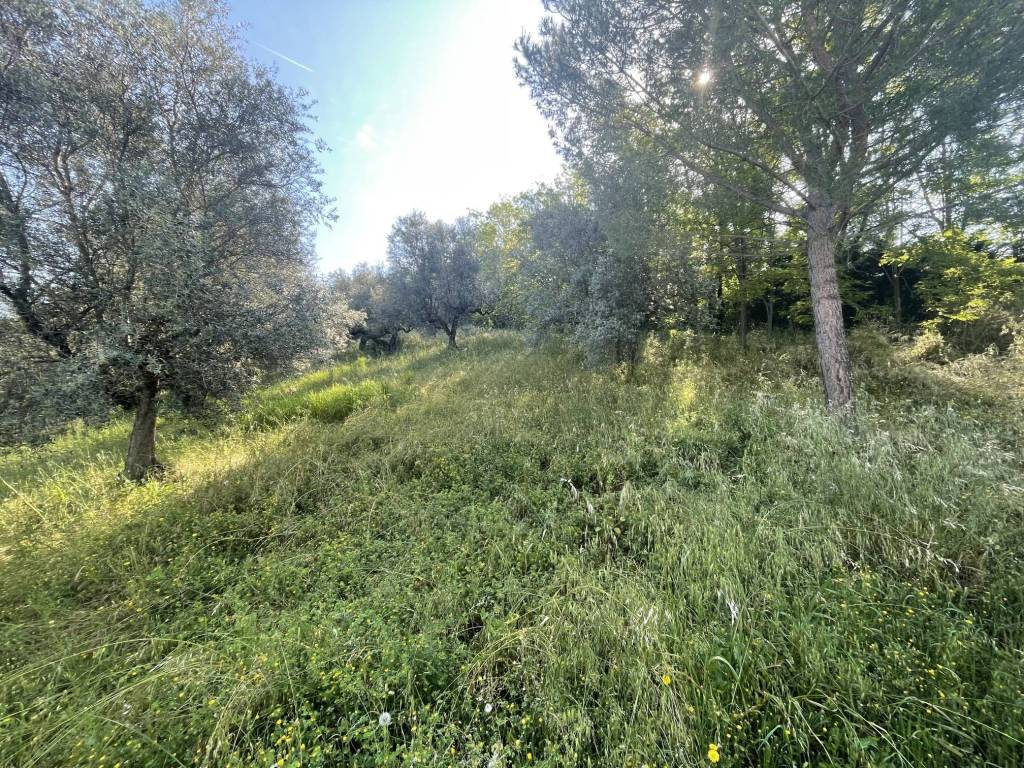 immagine annuncio 3 di 7