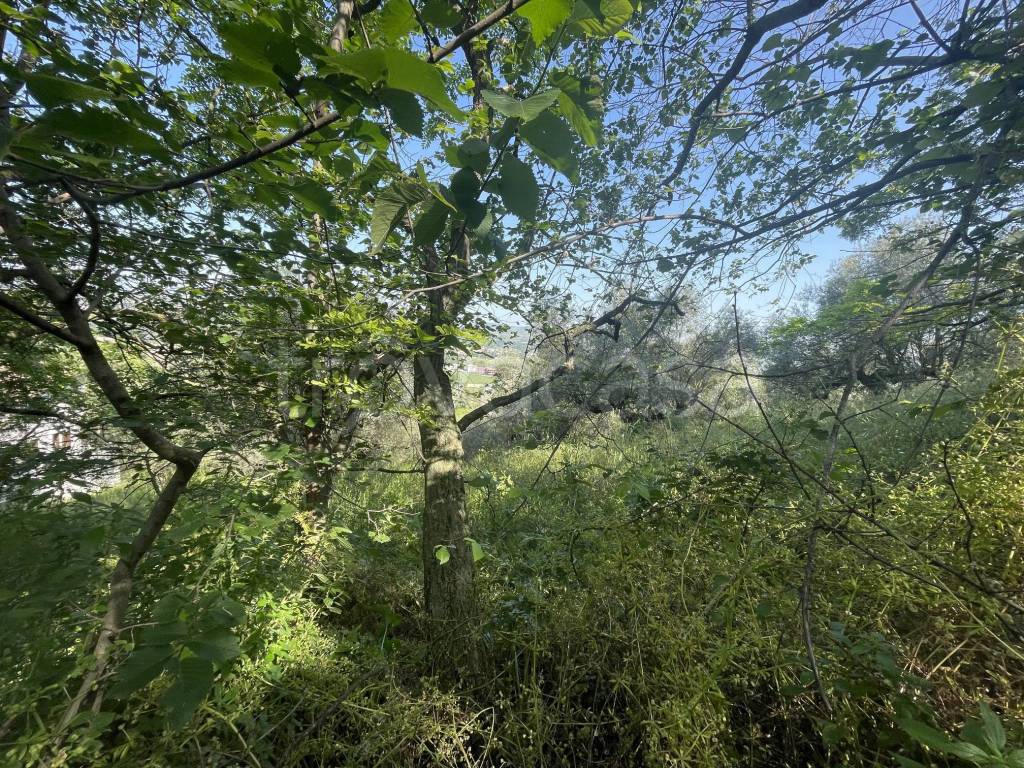 immagine annuncio 4 di 7