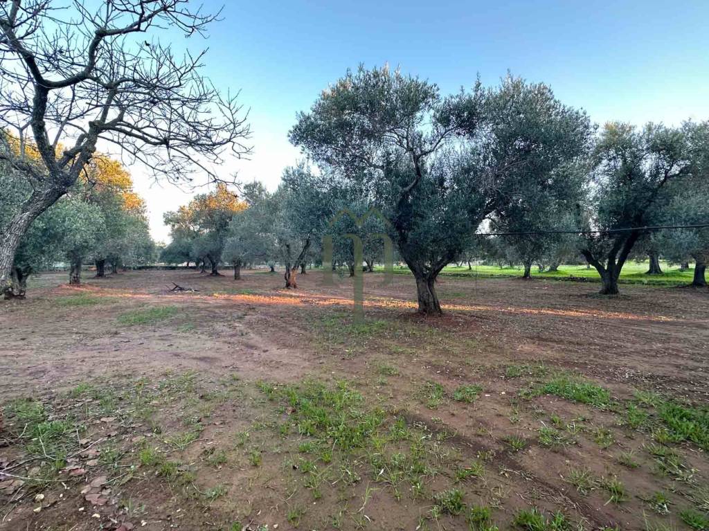 immagine annuncio 8 di 13