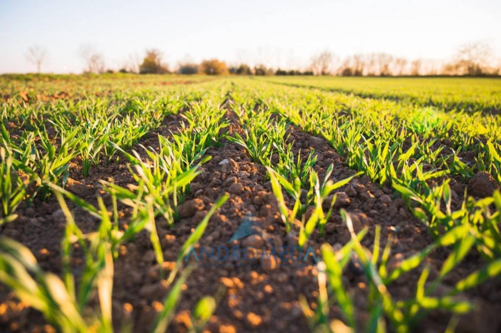 Terreno Agricolo in affitto a Napoli