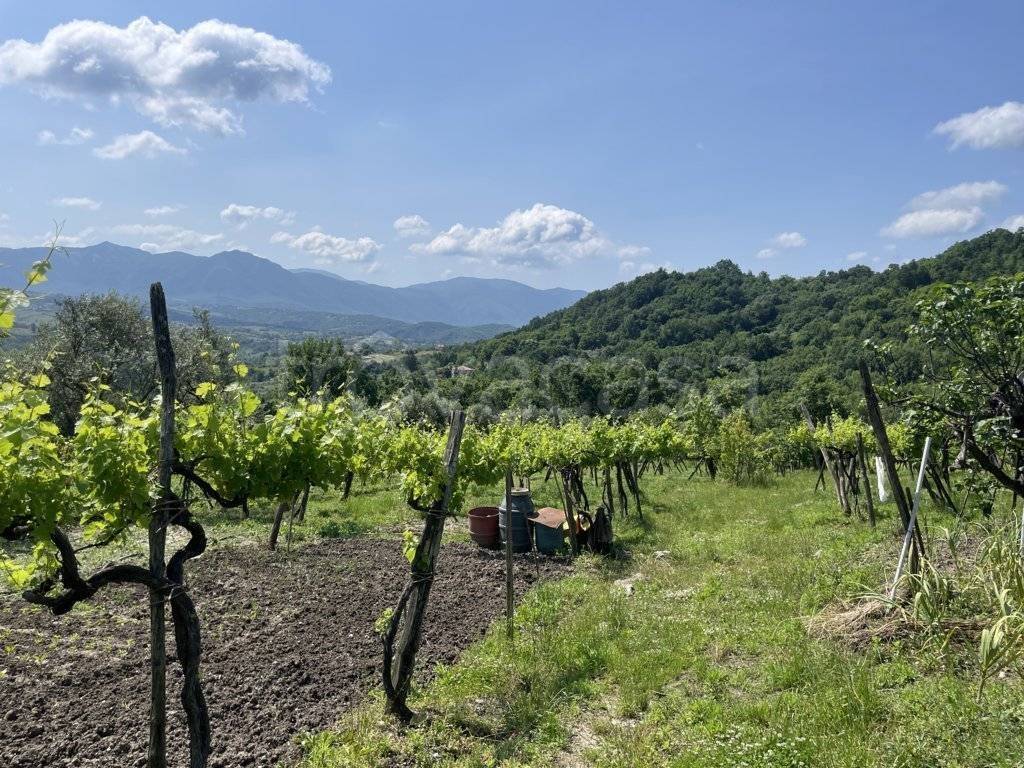 immagine annuncio 4 di 9