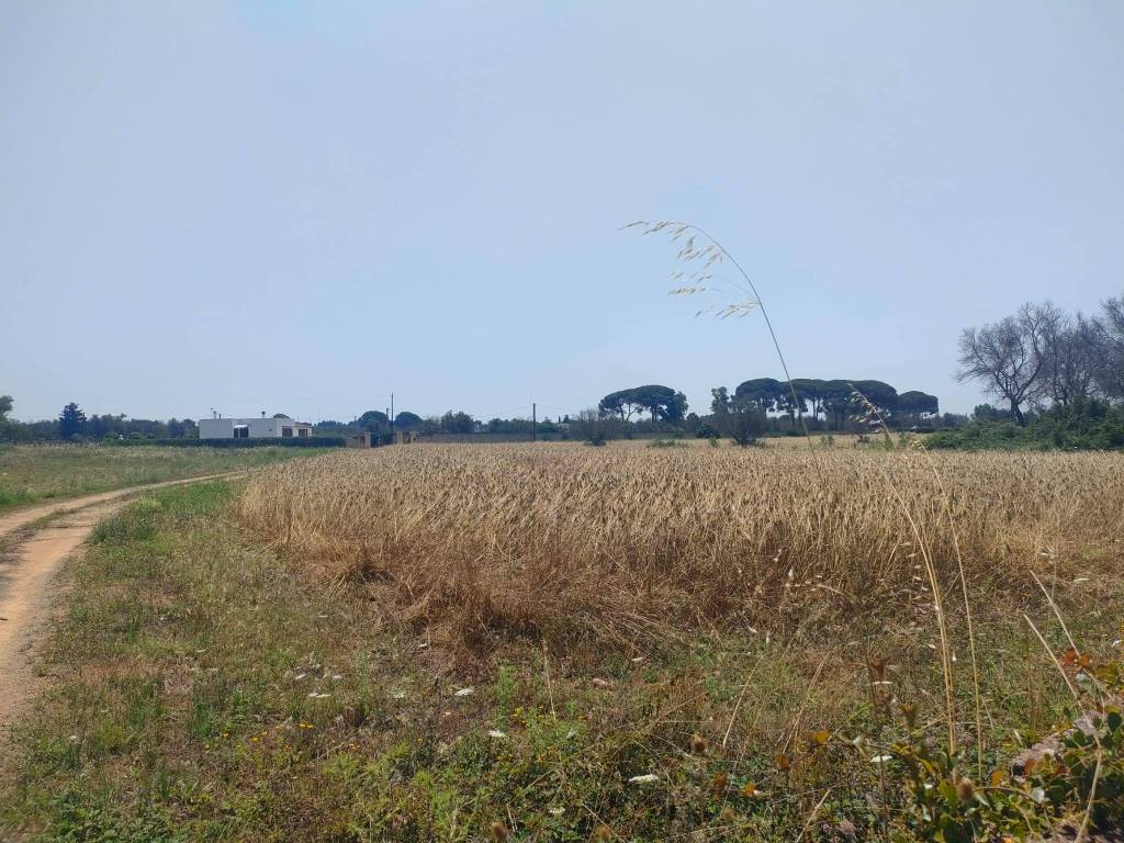 immagine annuncio 6 di 9