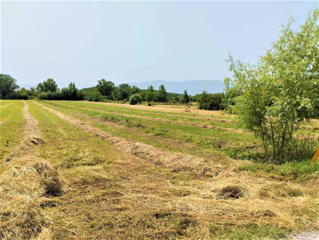 immagine annuncio 3 di 8