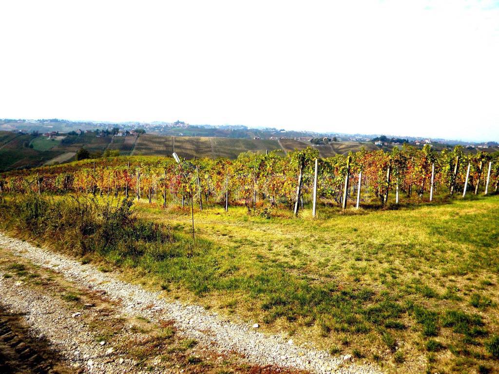 Terreno Agricolo in vendita a Ziano Piacentino località Crocetta