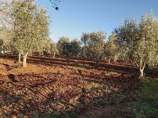 Terreno residenziale in vendita a ostuni c.da falgheri, sn