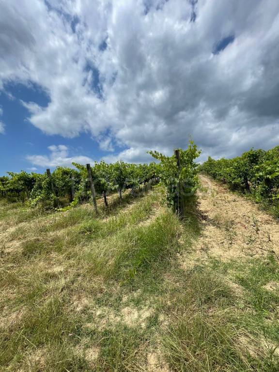 immagine annuncio 5 di 7