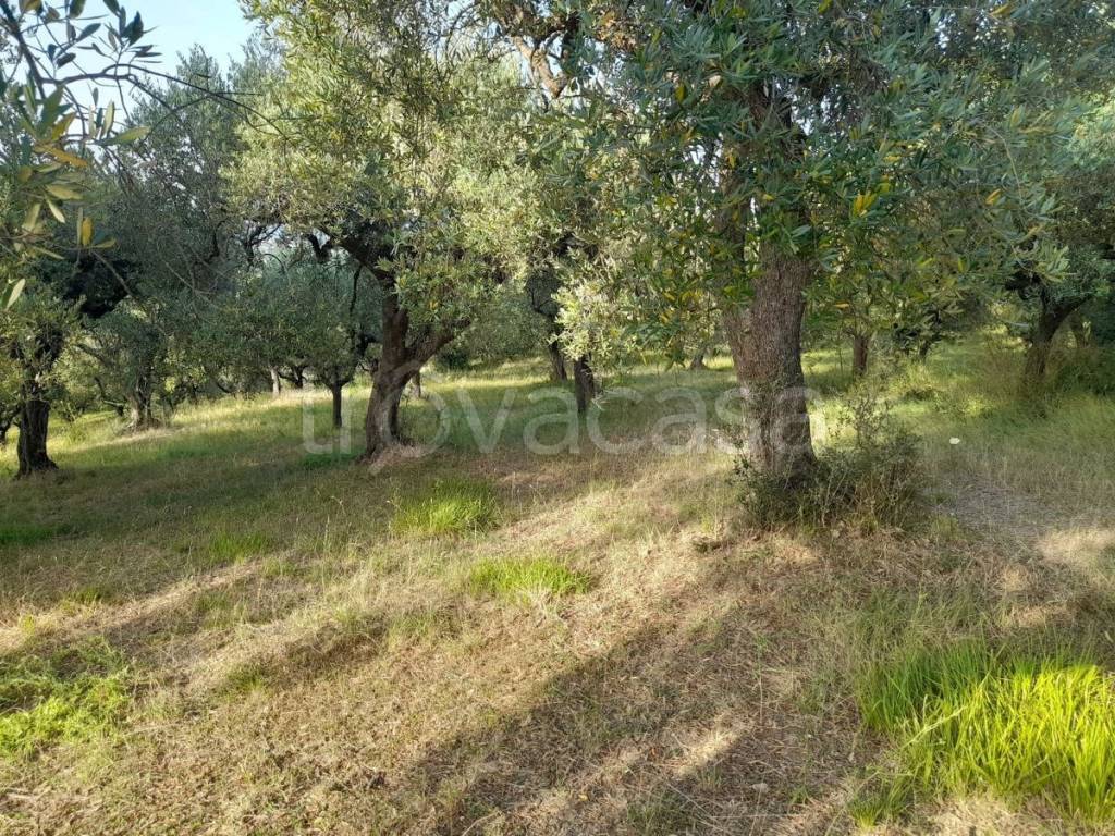 Terreno Agricolo in vendita ad Altavilla Silentina via Contrada Castelluccio, 0