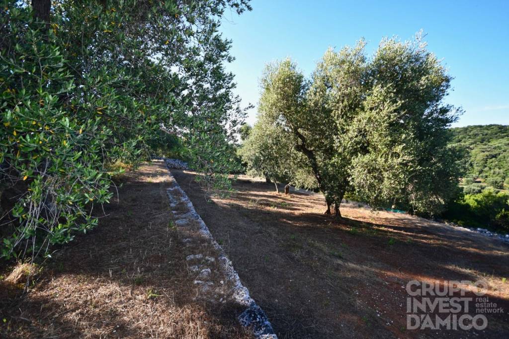 immagine annuncio 9 di 12