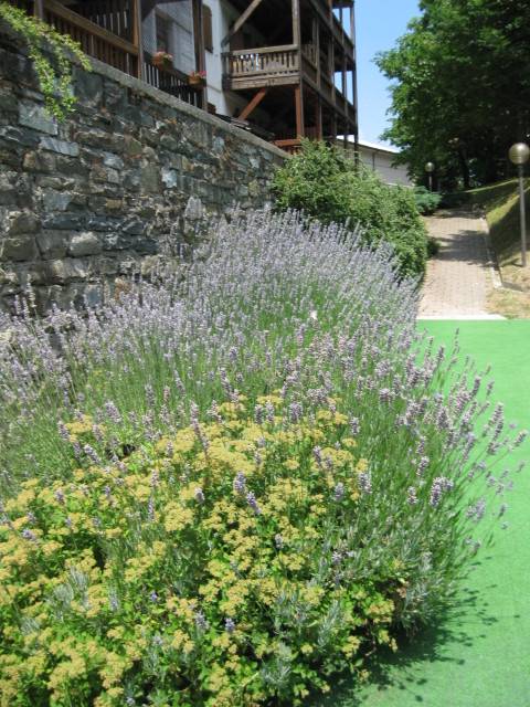 immagine annuncio 10 di 12