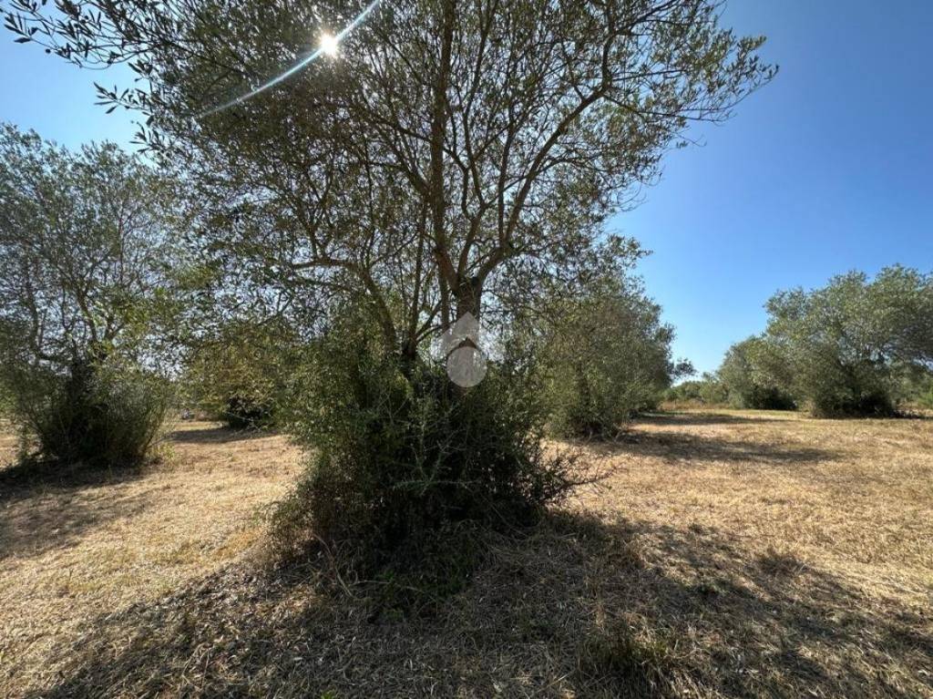 immagine annuncio 8 di 11