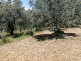 Terreno agricolo in vendita a manciano strada vicinale saturnia poggio capanne