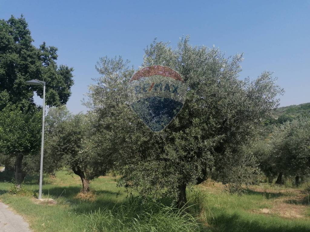 immagine annuncio 4 di 7