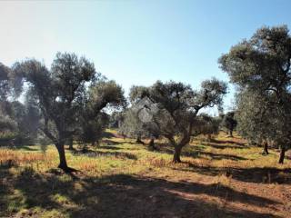 Terreno agricolo in vendita a carovigno contrada aspri