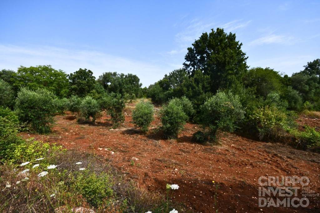 immagine annuncio 8 di 12