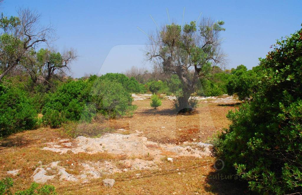 immagine annuncio 7 di 11