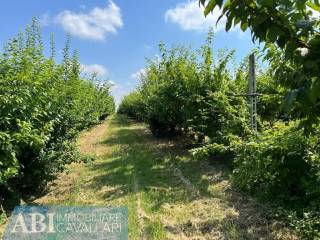 Terreno agricolo in vendita a faenza 