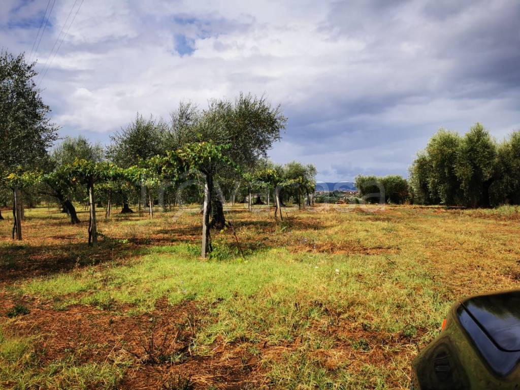 immagine annuncio 2 di 9