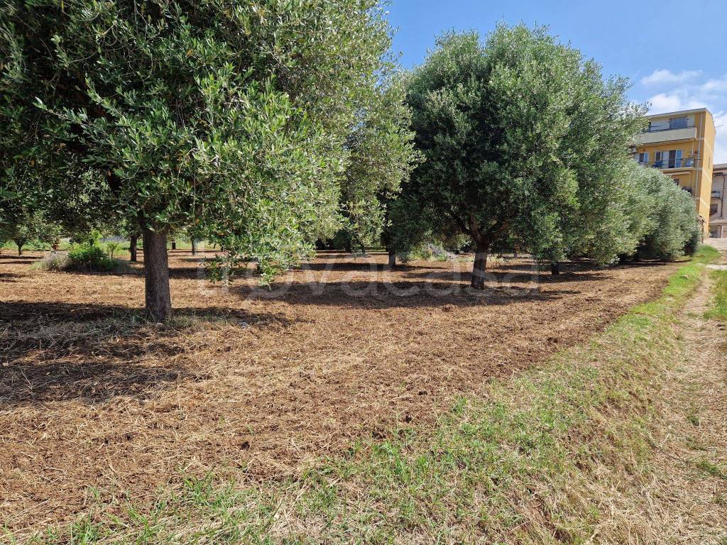 Terreno Agricolo in vendita a Campo Calabro via Repaci, 31