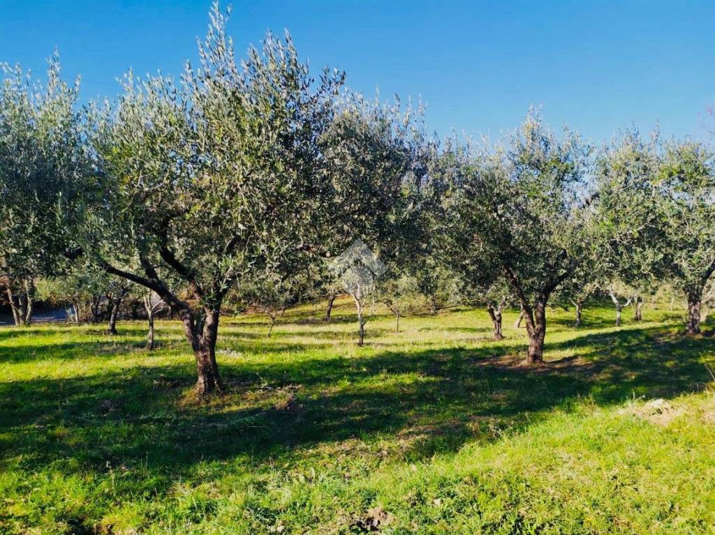 immagine annuncio 2 di 8