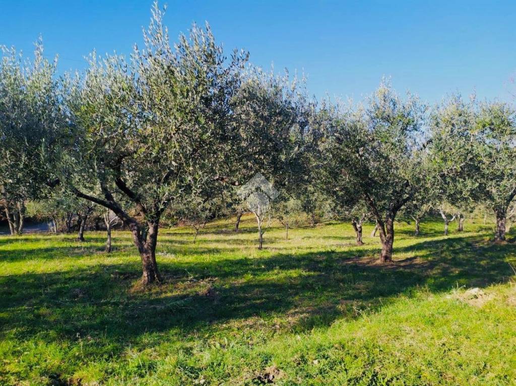immagine annuncio 3 di 8