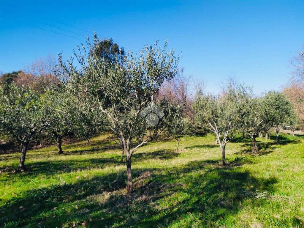 immagine annuncio 7 di 8