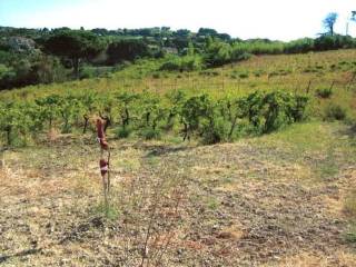 Terreno agricolo all'asta a salemi contrada sinagia, n. snc