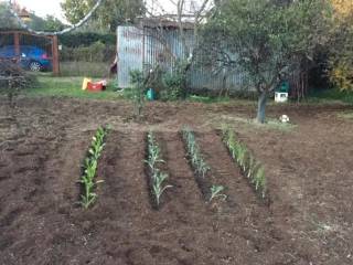 Terreno agricolo in affitto a roma via momperone