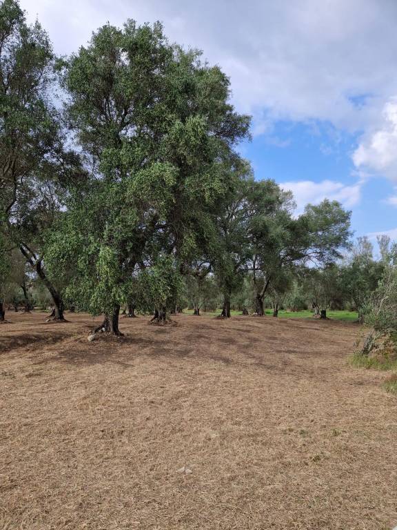 Terreno Agricolo in vendita a Palmi autostrada salerno-reggio Calabria