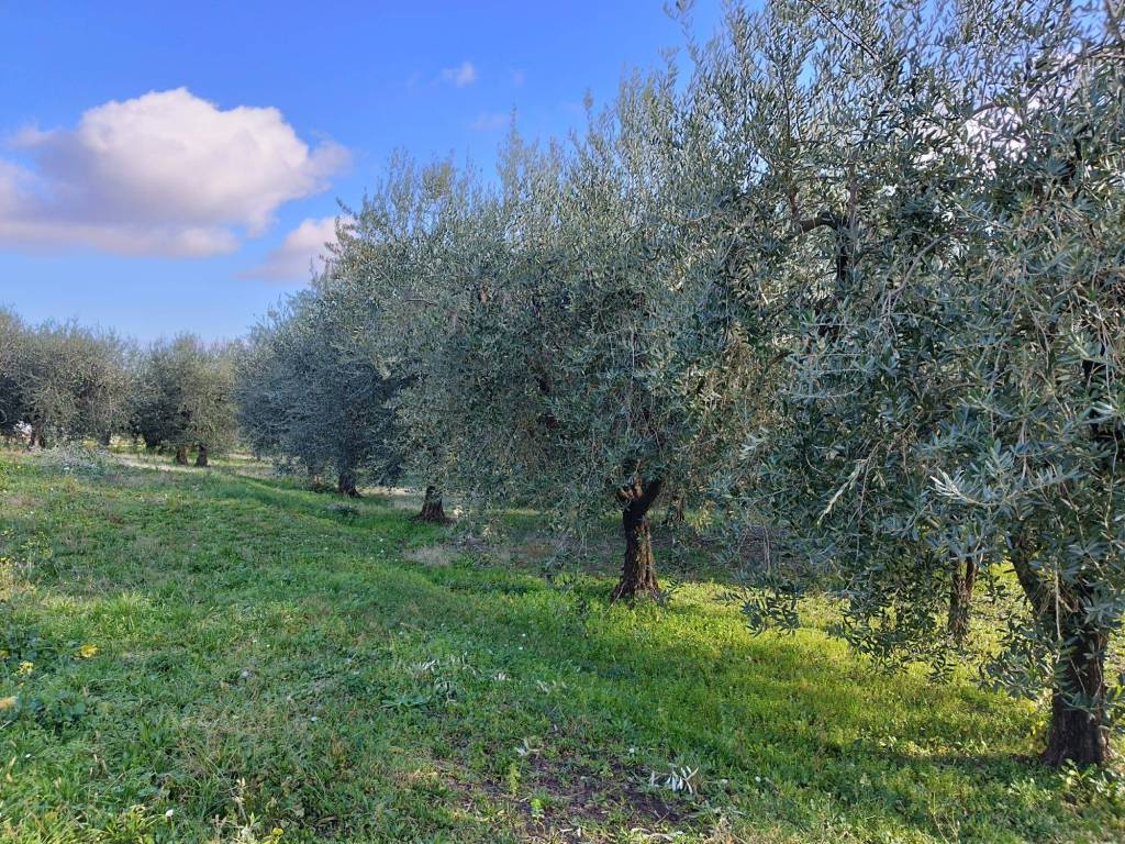 immagine annuncio 2 di 9