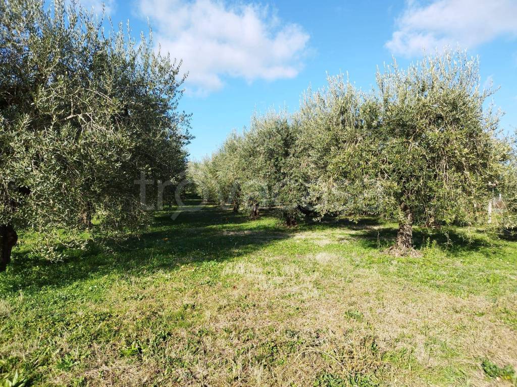 immagine annuncio 4 di 9
