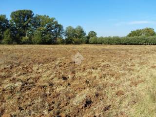 Terreno agricolo in vendita a castrocielo via vicini