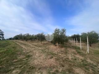 Terreno agricolo in vendita a misano adriatico strada vicinale via bocciolino