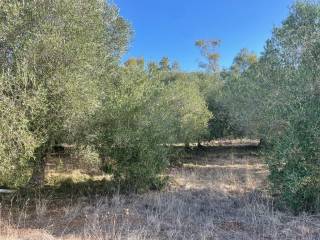 Terreno agricolo in vendita a civitavecchia via sant'agostino