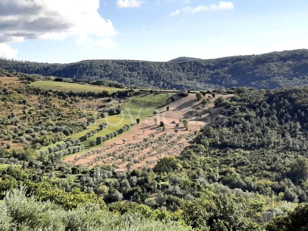 Terreno Agricolo in vendita a Castellina Marittima via dei Giardini
