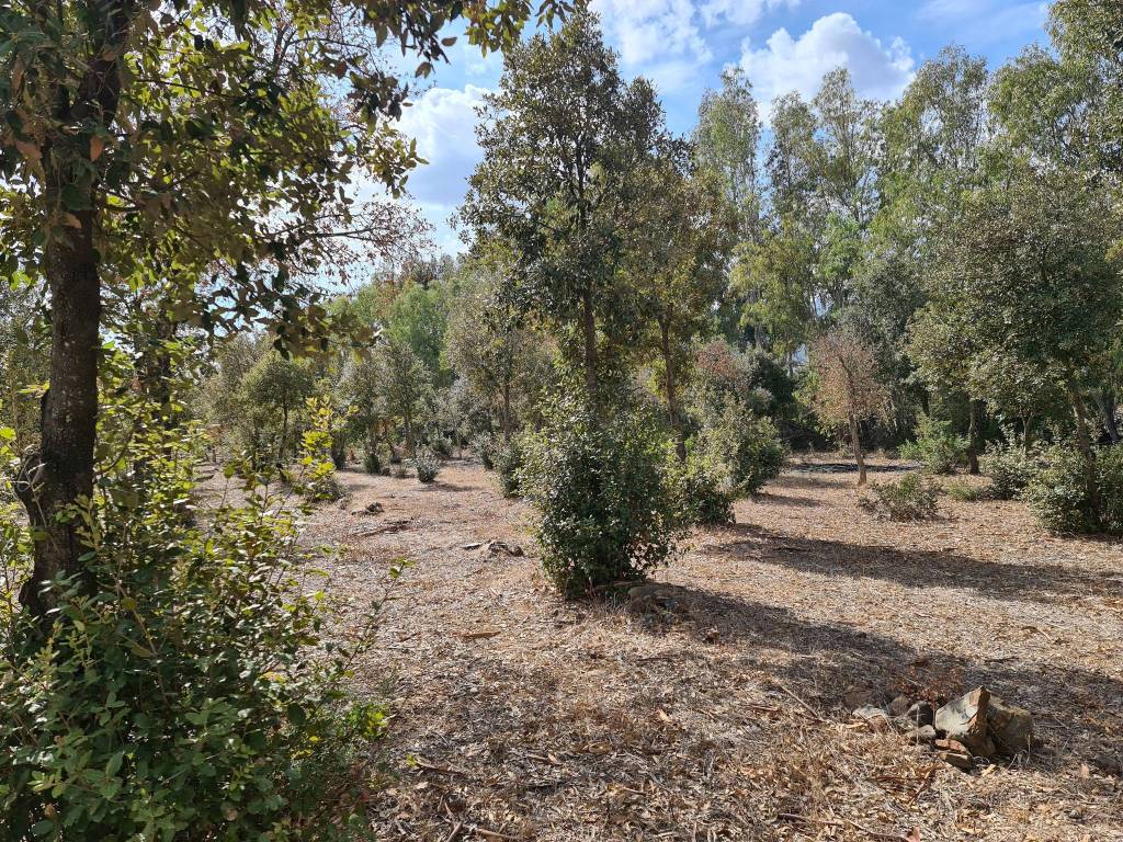 immagine annuncio 5 di 11