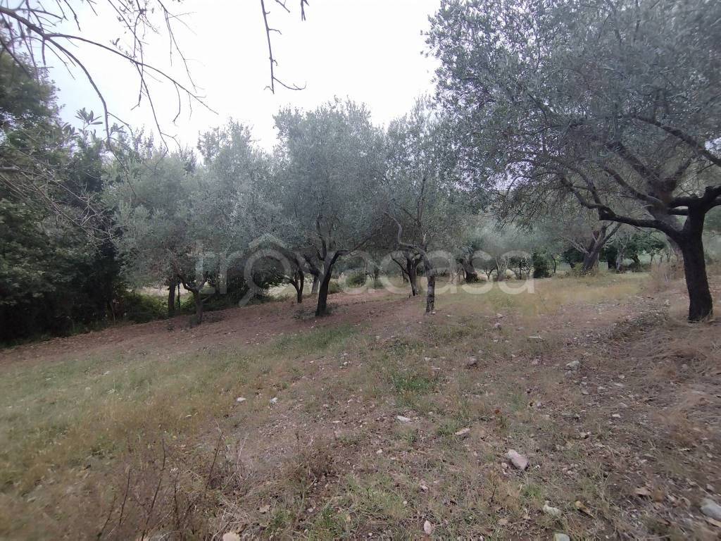 immagine annuncio 5 di 9