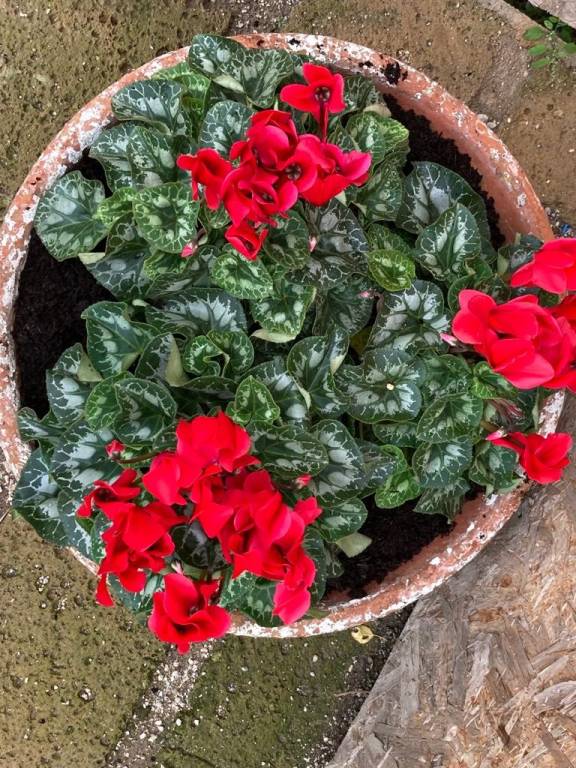 immagine annuncio 9 di 15