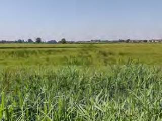 Terreno agricolo all'asta a cava manara via aliarolo