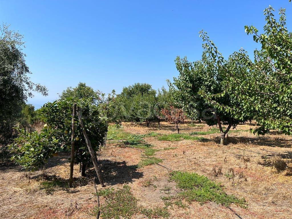 Terreno Agricolo in vendita a Ercolano via Cecatiello