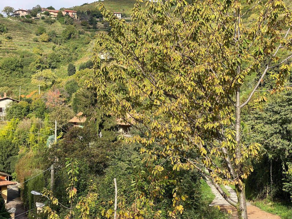 immagine annuncio 5 di 8