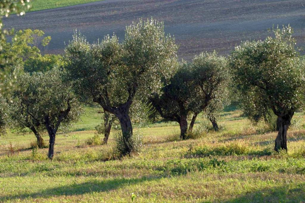 immagine annuncio 2 di 7