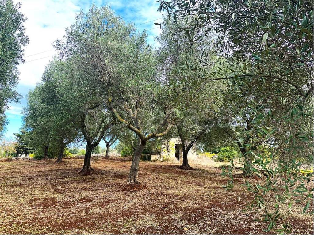 immagine annuncio 6 di 9