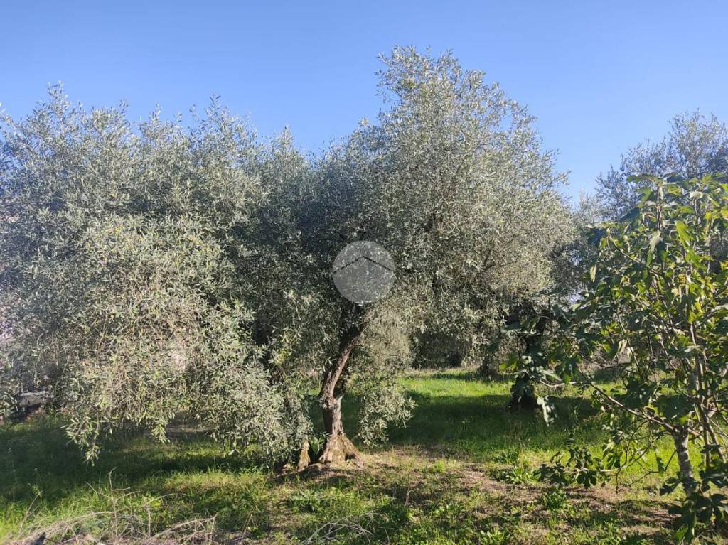 immagine annuncio 1 di 9
